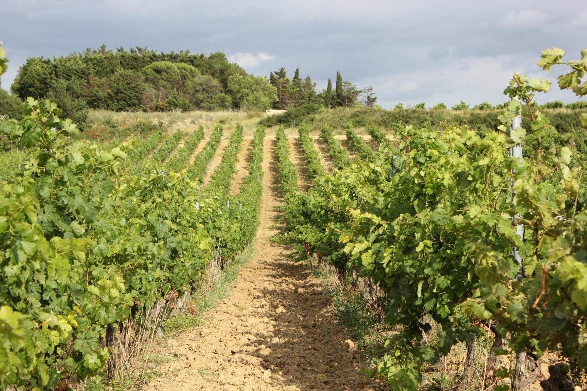 O'Vineyards B&B Carcassonne Villemoustaussou エクステリア 写真