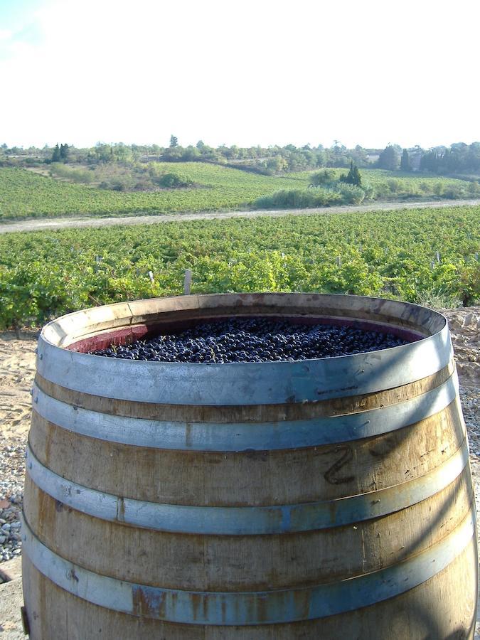 O'Vineyards B&B Carcassonne Villemoustaussou 部屋 写真