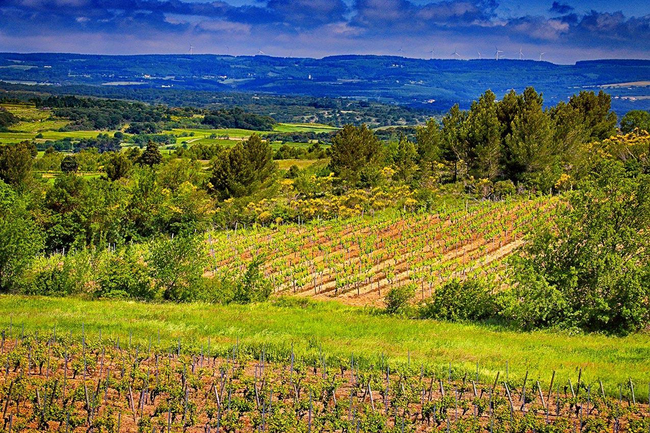 O'Vineyards B&B Carcassonne Villemoustaussou エクステリア 写真