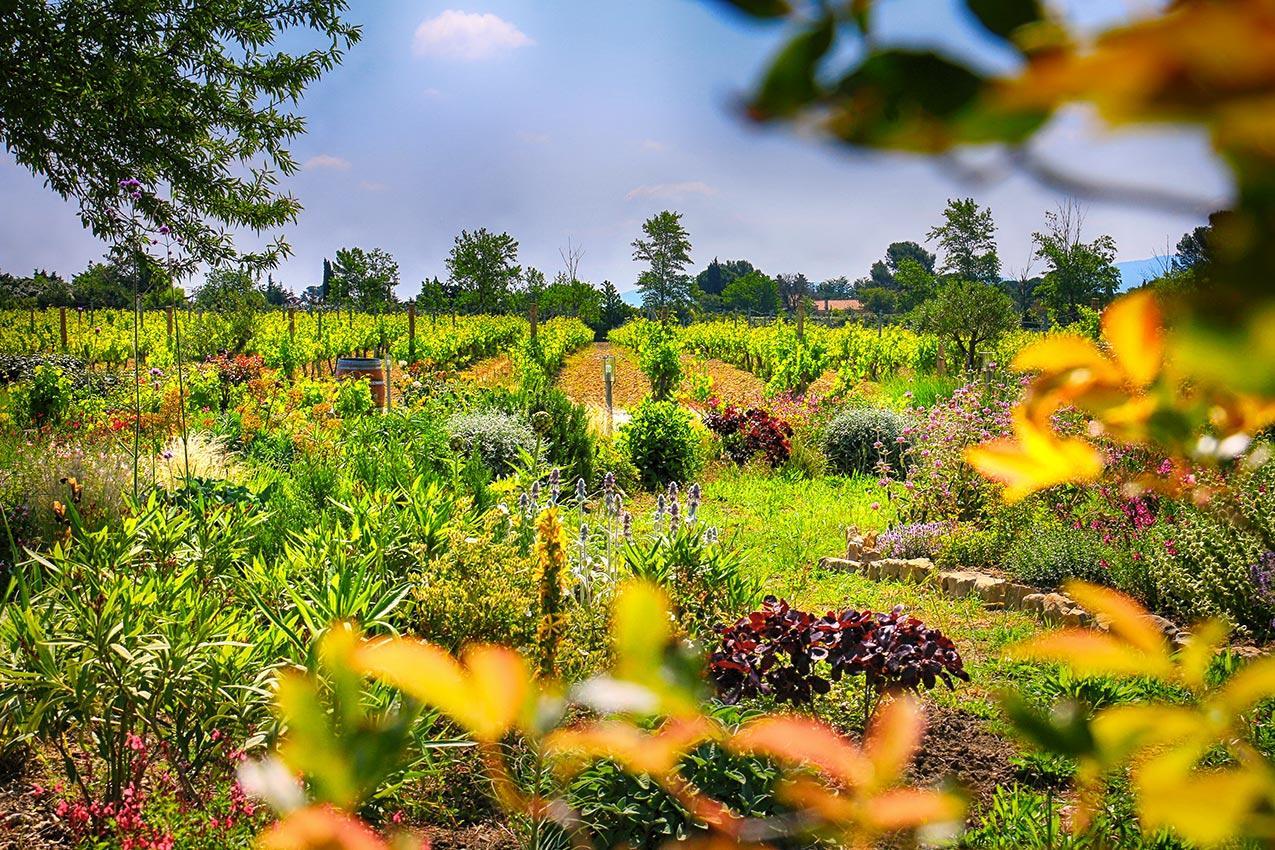 O'Vineyards B&B Carcassonne Villemoustaussou エクステリア 写真